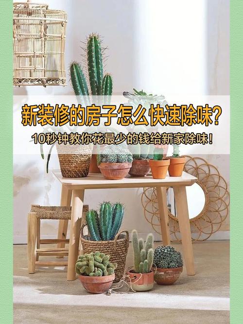 新装修的房子,用什么花可以去除异味,装修房子买什么水果。 装修知识 新装修的房子,用什么花可以去除异味,装修房子买什么水果。 新装修的房子,用什么花可以去除异味,装修房子买什么水果。 装修知识