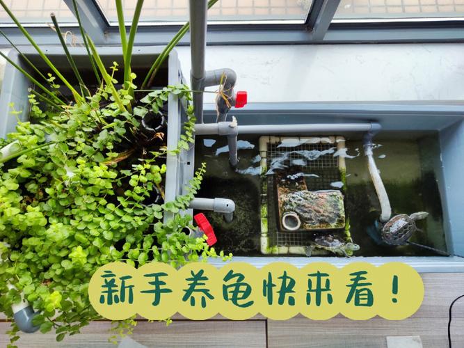 请教一下大佬们龟苗到家的饲养方法,装修队进家前准备什么东西。 装修知识 请教一下大佬们龟苗到家的饲养方法,装修队进家前准备什么东西。 请教一下大佬们龟苗到家的饲养方法,装修队进家前准备什么东西。 装修知识