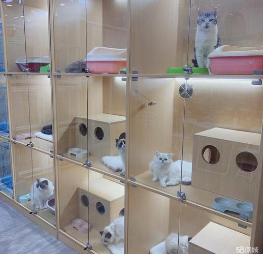 准备开一家宠物店,需要准备什么,宠物店装修准备什么材料好。 家居装饰 准备开一家宠物店,需要准备什么,宠物店装修准备什么材料好。 准备开一家宠物店,需要准备什么,宠物店装修准备什么材料好。 家居装饰