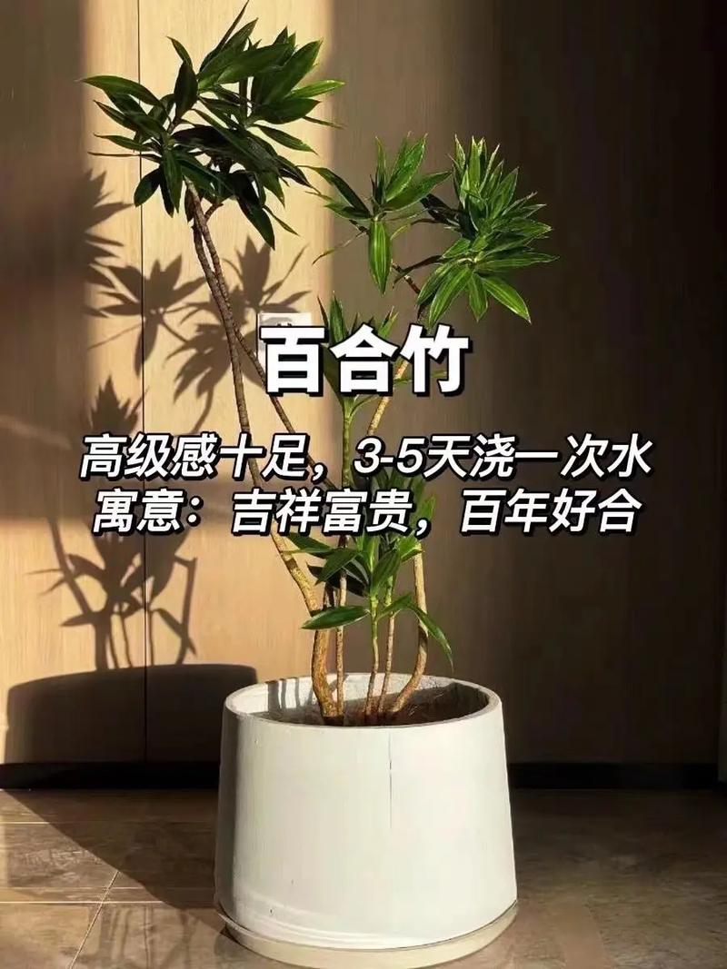 家里刚装修好,准备养些植物有好的推荐吗,装修完初步准备什么材料。 装修知识 家里刚装修好,准备养些植物有好的推荐吗,装修完初步准备什么材料。 家里刚装修好,准备养些植物有好的推荐吗,装修完初步准备什么材料。 装修知识