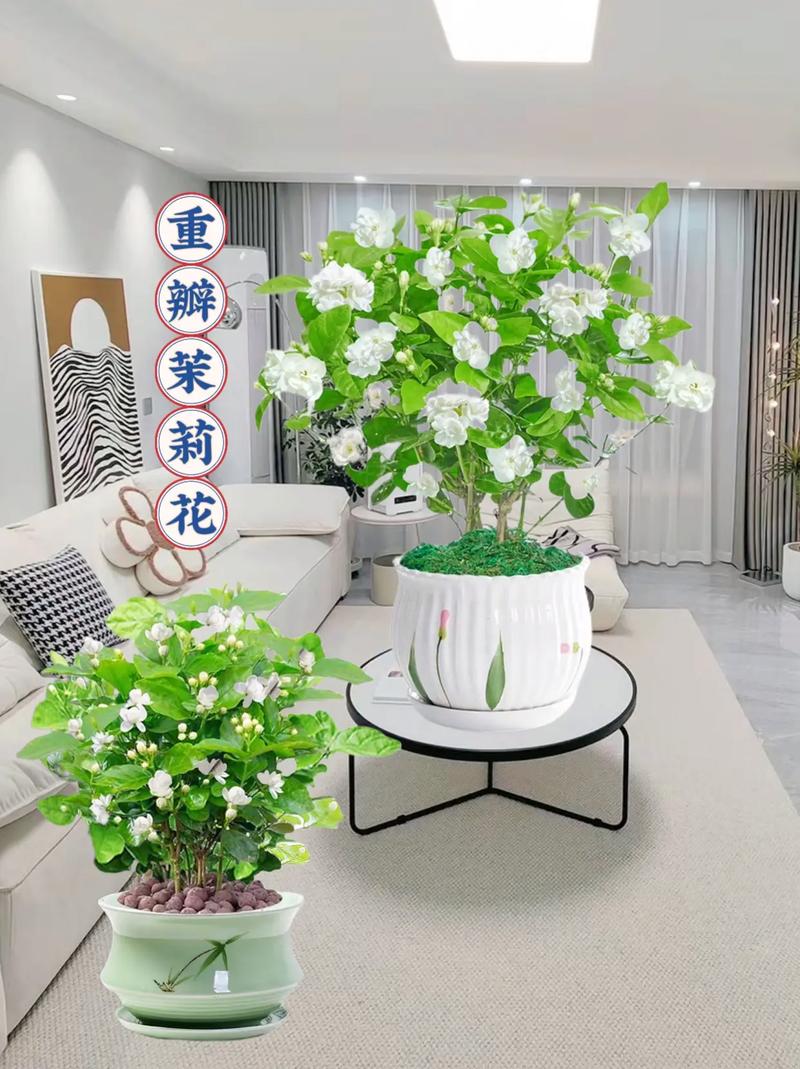 想买一些盆栽,不知道该选哪些,大家有什么推荐,准备装修该买什么花呢。 二手房 想买一些盆栽,不知道该选哪些,大家有什么推荐,准备装修该买什么花呢。 想买一些盆栽,不知道该选哪些,大家有什么推荐,准备装修该买什么花呢。 二手房