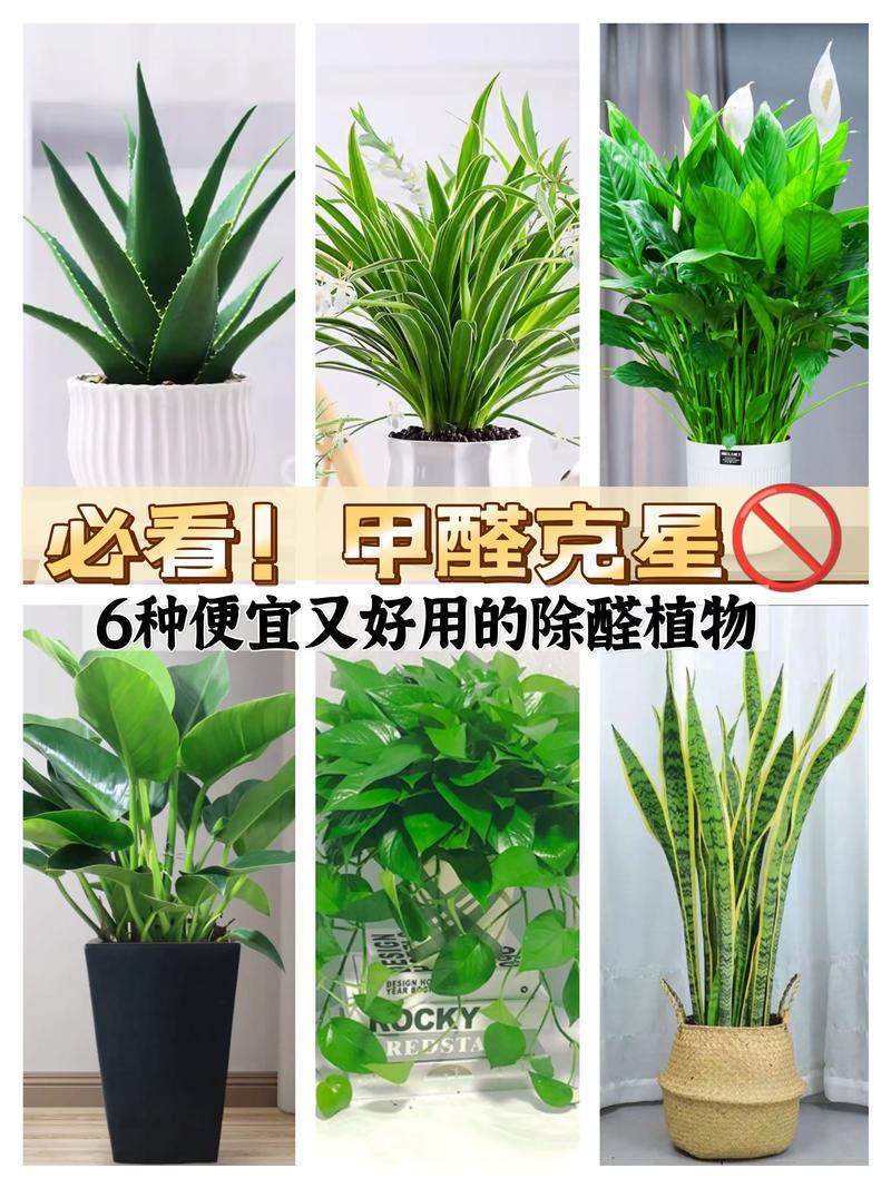 家里刚装修好,准备养些植物有好的推荐吗,装修时准备些什么东西好。 装修知识 家里刚装修好,准备养些植物有好的推荐吗,装修时准备些什么东西好。 家里刚装修好,准备养些植物有好的推荐吗,装修时准备些什么东西好。 装修知识