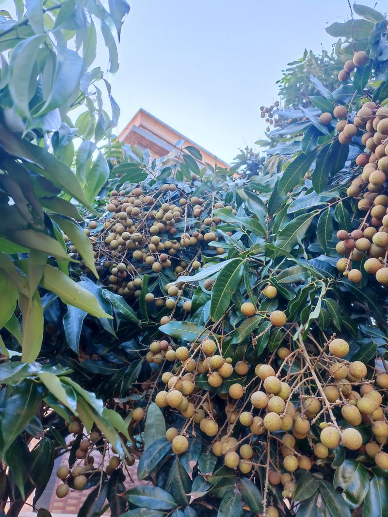 品味龙眼之韵,感受温馨时光_打龙眼饮品店装修记 二手房 品味龙眼之韵,感受温馨时光_打龙眼饮品店装修记 品味龙眼之韵,感受温馨时光_打龙眼饮品店装修记 二手房