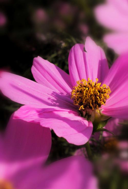 古韵盎然,花影婆娑_探析仿古装修花卉的独特魅力 买房须知 古韵盎然,花影婆娑_探析仿古装修花卉的独特魅力 古韵盎然,花影婆娑_探析仿古装修花卉的独特魅力 买房须知