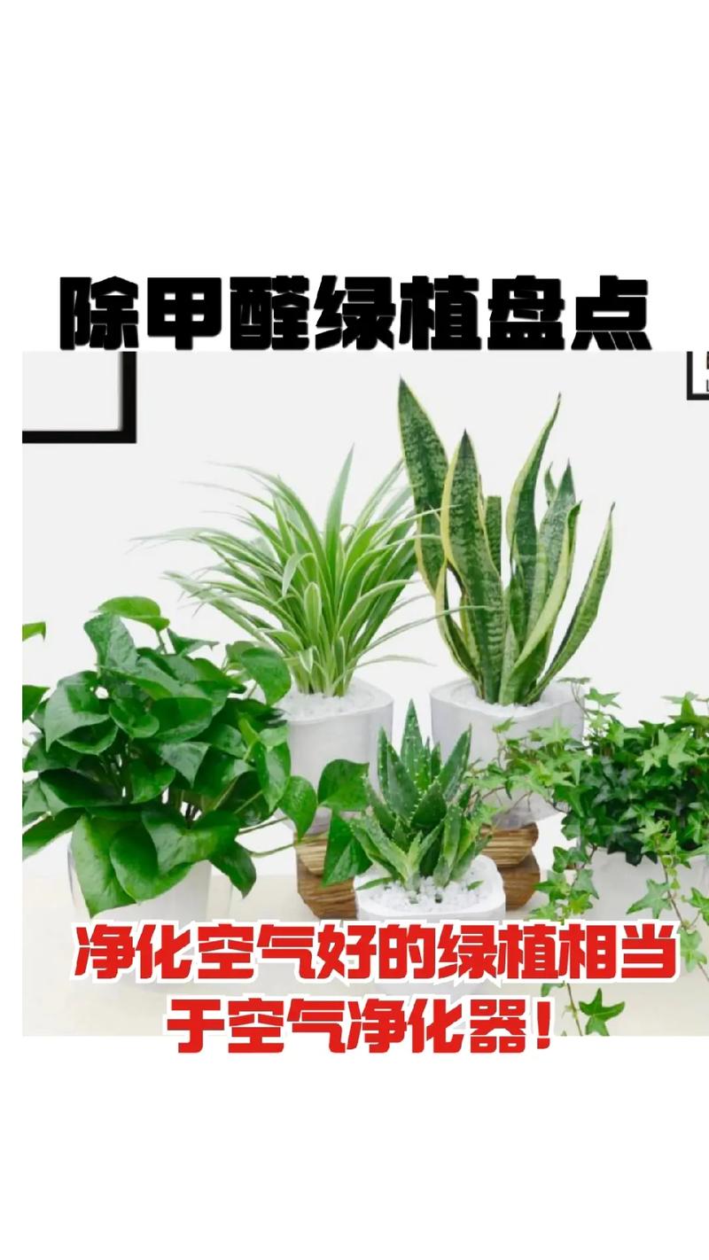 余姚新房装修甲醛净化,守护健康生活的绿色防线 家居装饰 余姚新房装修甲醛净化,守护健康生活的绿色防线 余姚新房装修甲醛净化,守护健康生活的绿色防线 家居装饰