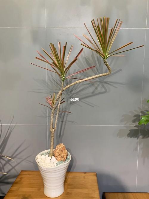 七彩铁装饰,创新与传统交融的装饰艺术瑰宝_七彩铁装饰 买房须知 七彩铁装饰,创新与传统交融的装饰艺术瑰宝_七彩铁装饰 七彩铁装饰,创新与传统交融的装饰艺术瑰宝_七彩铁装饰 买房须知
